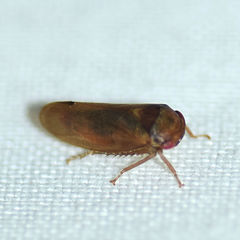 Iassus lanio