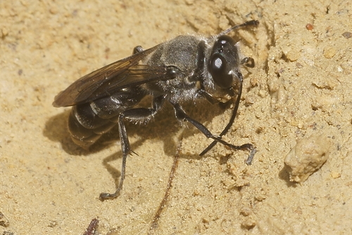 New Zealand Mason wasp photo 5