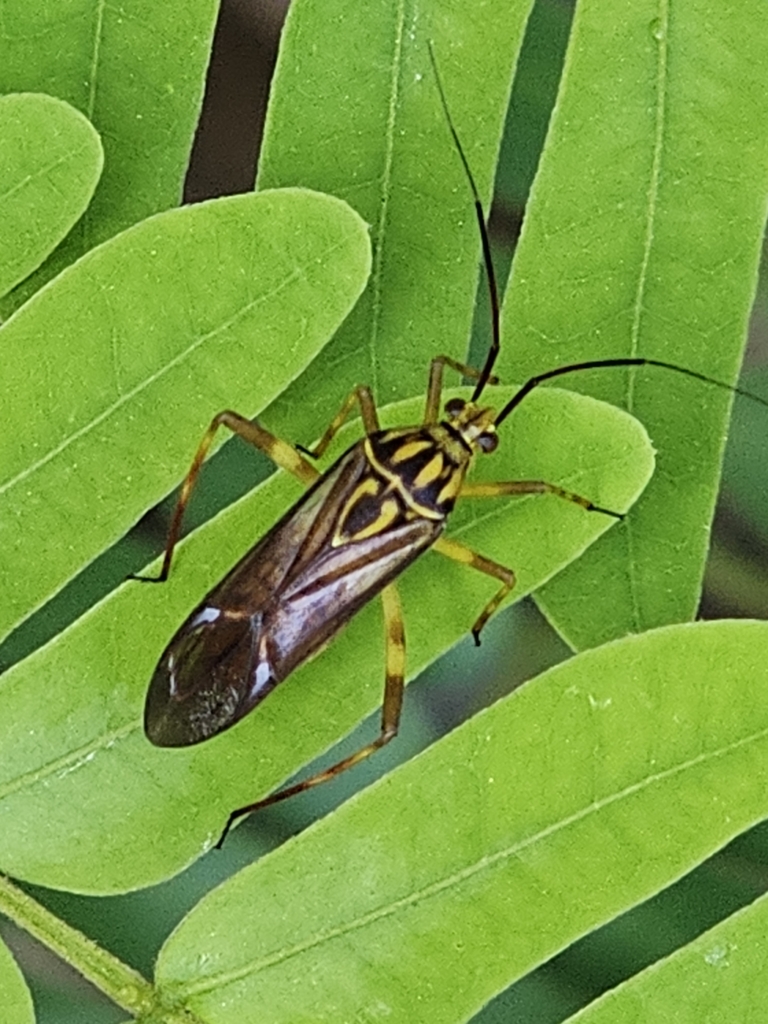 Iridopeplus pellucidipennis