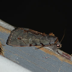 Catocala grynea