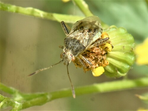 banded rhopalid, Groesbeek, Nederland, photo 6 of 10