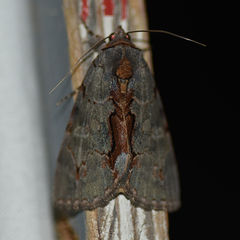 Catocala grynea