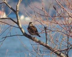 Turdus eunomus
