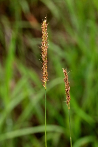 Ischaemum anthephoroides iNat (3)