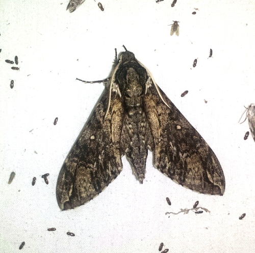 Manduca dilucida