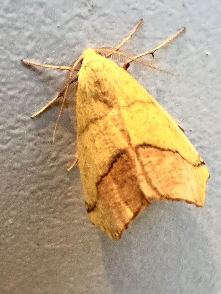 Sharplined Yellow from Yellowhead County, AB, CA on July 18, 2023 at