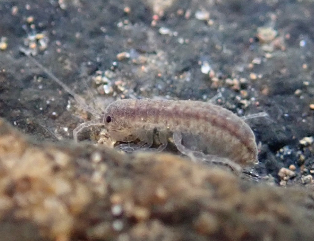 Paramphisopus