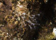 Sarcodictyon catenatum