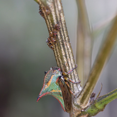 Umbonia