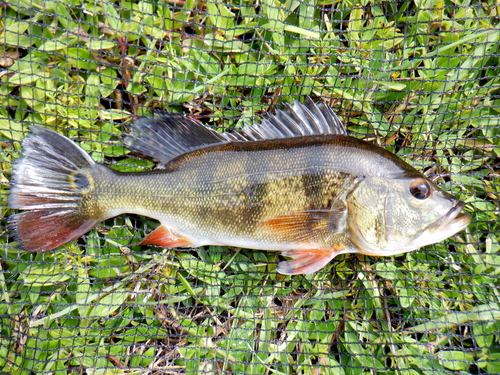 PeacockBassFishMounts_29-