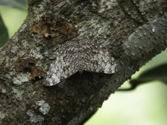 Hamadryas iphthime joannae