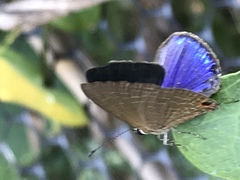 Jamides bochus formosanus