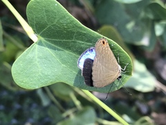 Jamides bochus formosanus