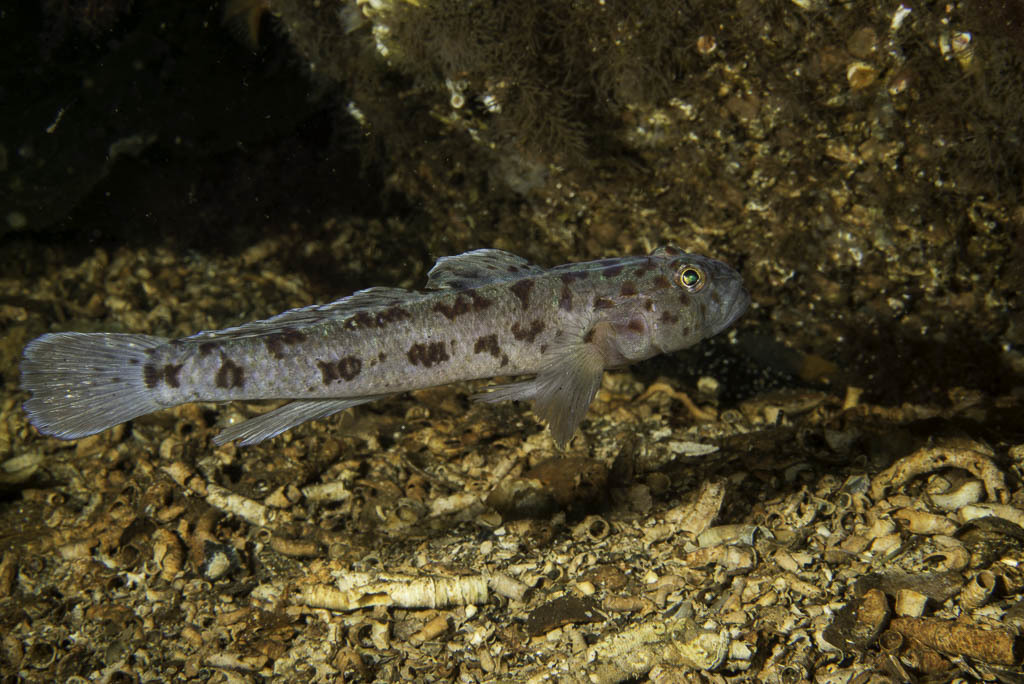 Leopard-spotted Goby
