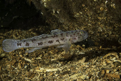 Leopard-Spotted Goby photo 4