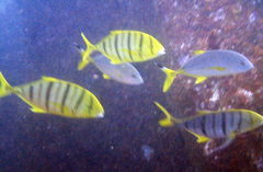 Gnathanodon speciosus