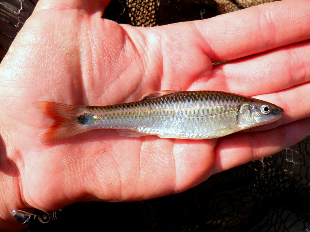 Alabama Shiner from Haralson County, GA, USA on September 5, 2021 at 06 ...