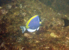 Acanthurus leucosternon