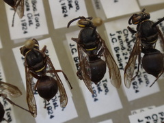 Pseudopolybia compressa