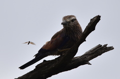 Coracias naevius mosambicus