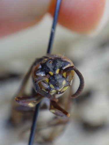 Parachartergus compressus
