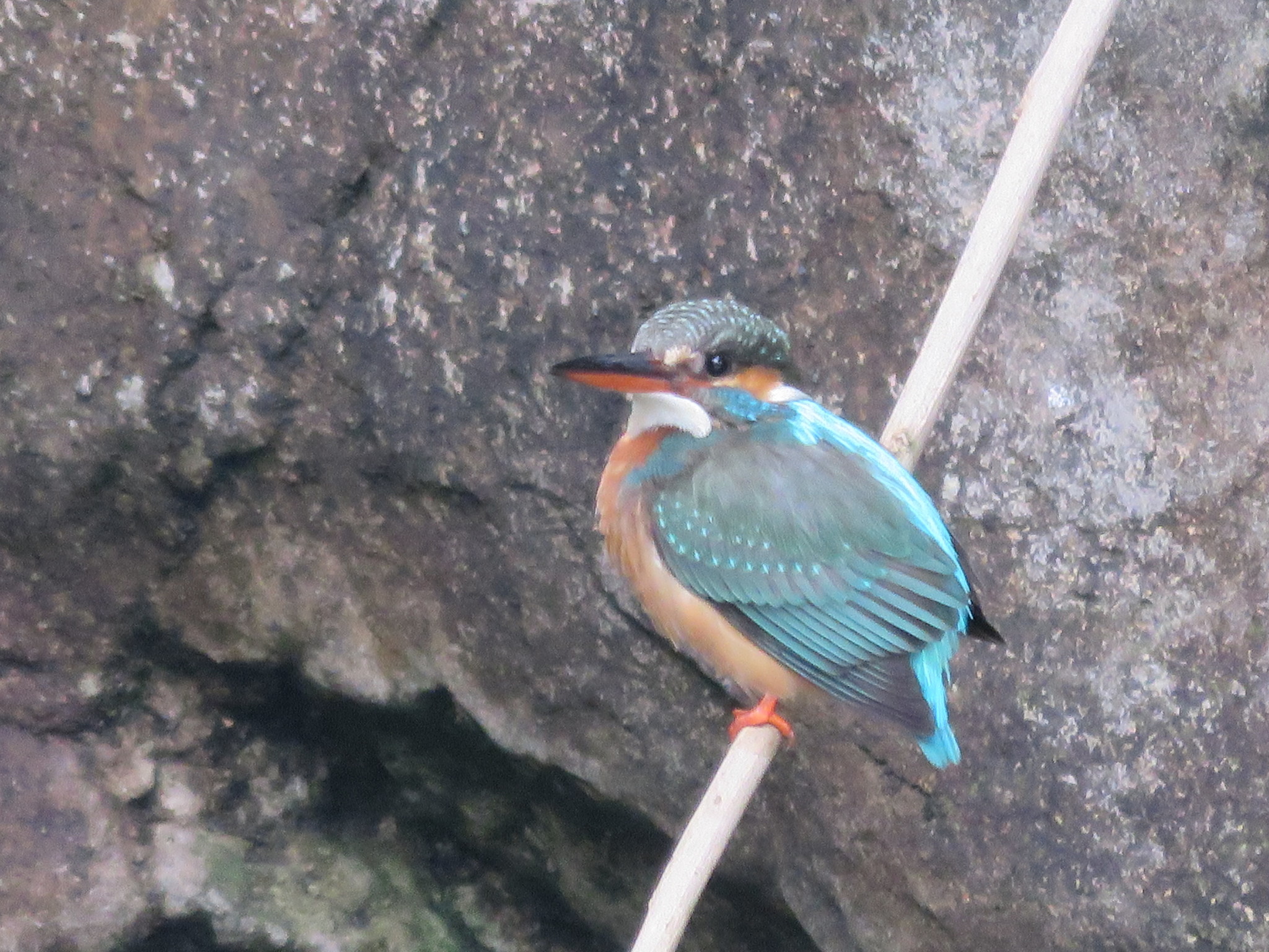 Common Kingfisher