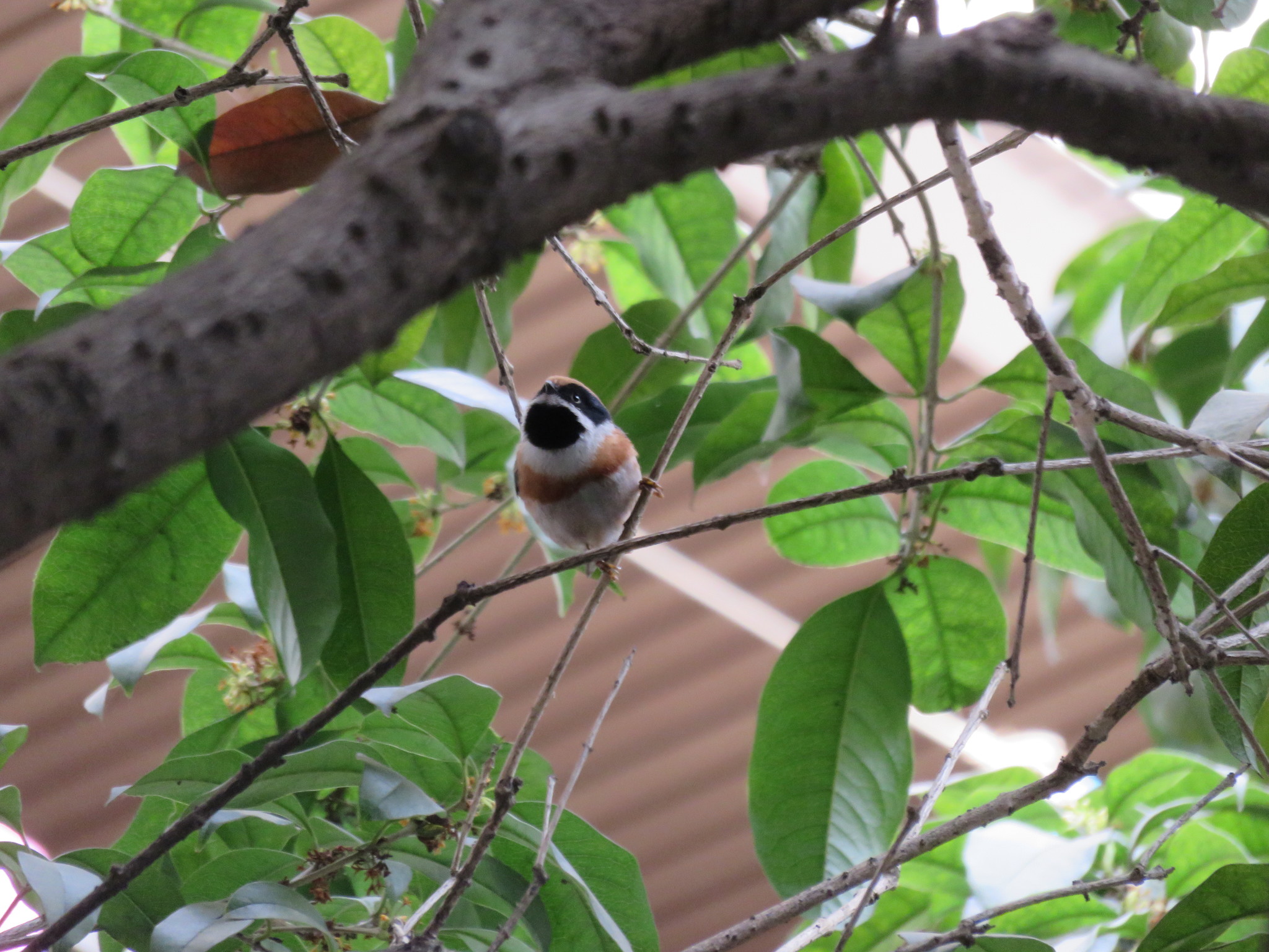 Black-throated Bushtit
