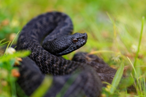 Vipera comune