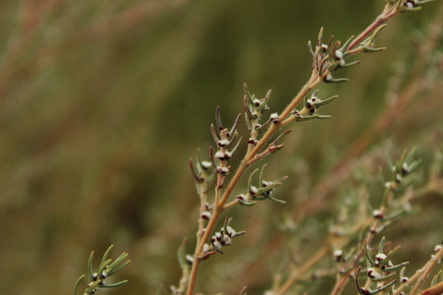Image of Grubbia rosmarinifolia by (c) Corne Brink, some rights reserved (CC BY-SA)