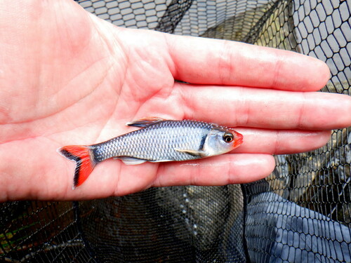 Vuurzwarte glansvis (Cyprinella pyrrhomelas) — Cyprinidae