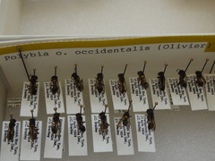 Polybia occidentalis occidentalis