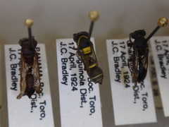 Polybia occidentalis occidentalis