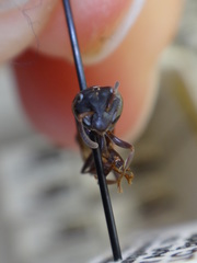 Polybia occidentalis occidentalis