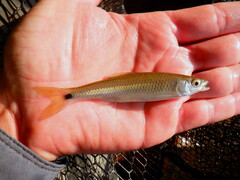 Apalachicola Blacktail Shiner photo 2