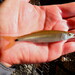 Apalachicola Blacktail Shiner - Photo (c) Austin D West, some rights reserved (CC BY-NC), uploaded by Austin D West