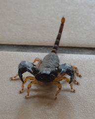 Hormuridae