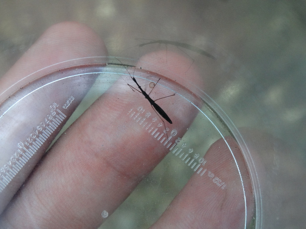 Common Water Measurer from Nicouleau, 34190 Brissac, France on July 16 ...