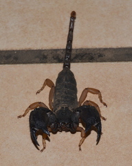 Hormuridae
