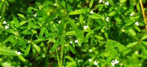 Three-petal bedstraw (Galium trifidum)