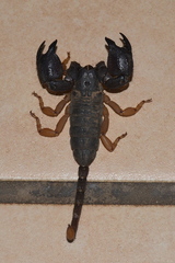 Hormuridae