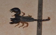 Hormuridae