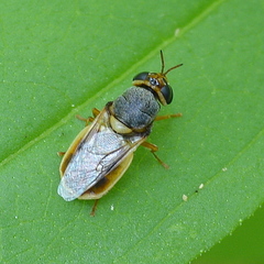 Stratiomyinae