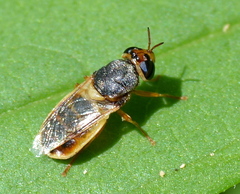 Stratiomyinae