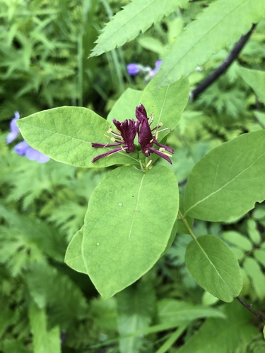 Lonicera chamissoi iNat (3)