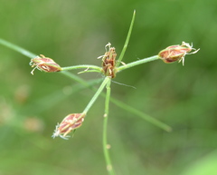 Bulbostylis hispidula pyriformis