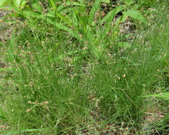 Bulbostylis hispidula pyriformis