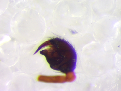 Ant-eating theridiid