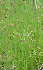 Bulbostylis hispidula pyriformis