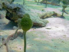 Ogcocephalus nasutus