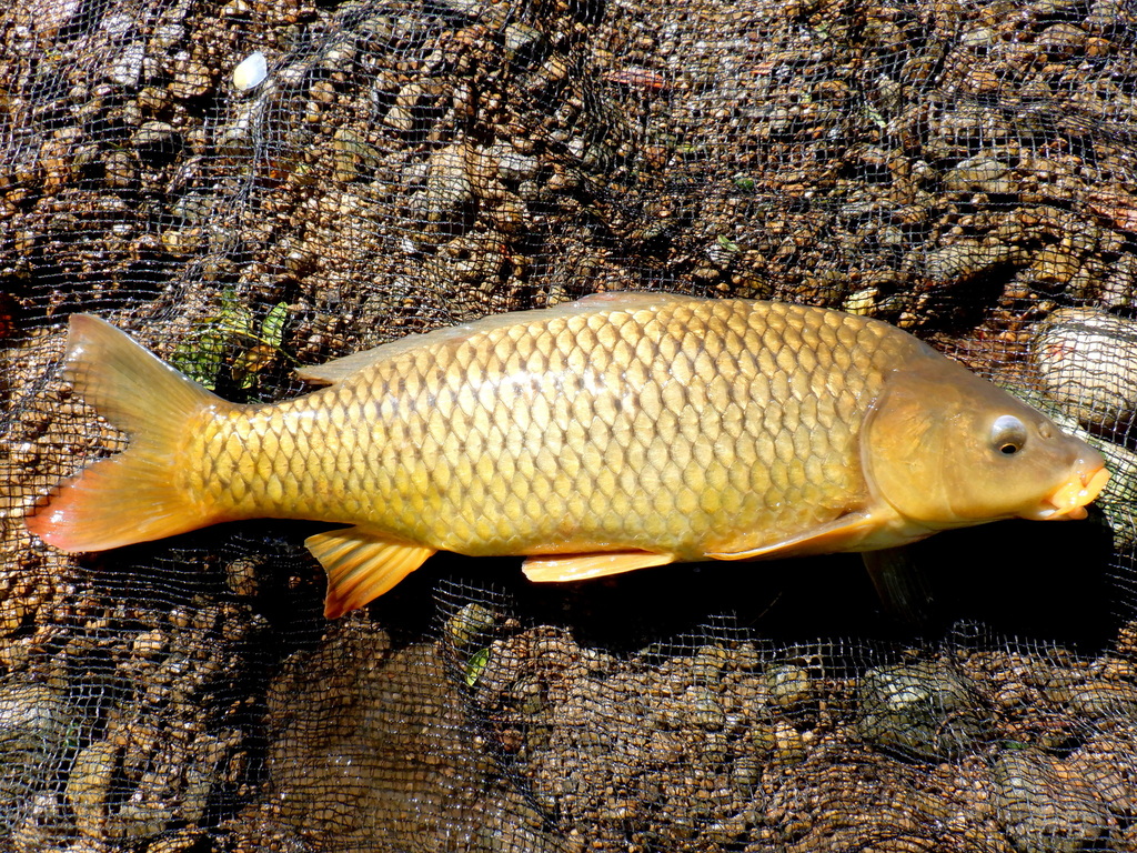 European Carp (BIO 130 Illinois Species ID ) · iNaturalist